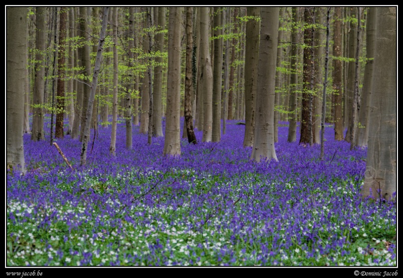 016-Hallerbos2