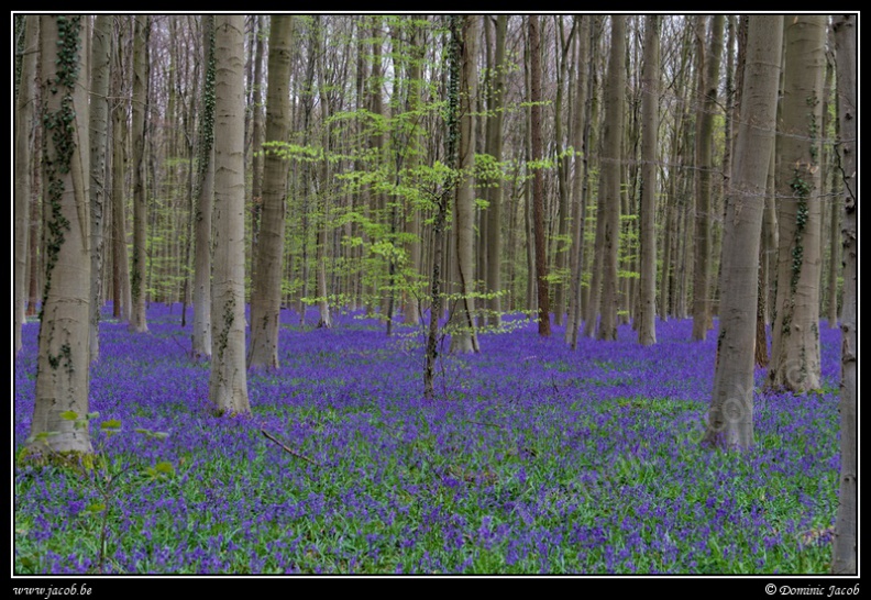 064-Hallerbos2016.jpg