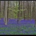 017-Hallerbos