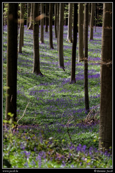 018-Hallerbos