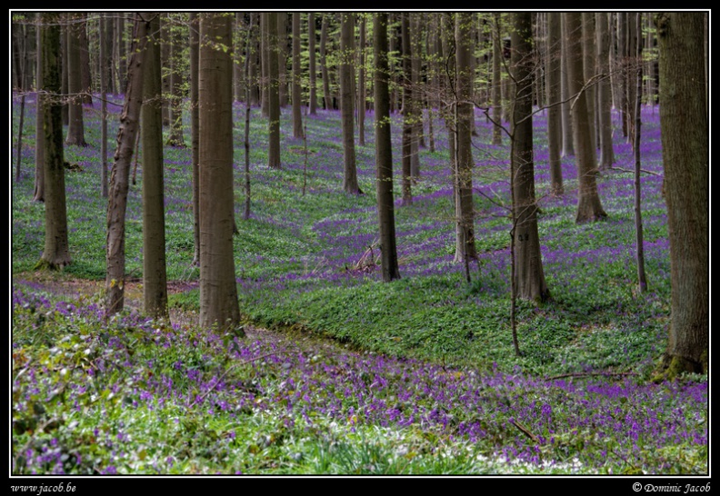 019-Hallerbos