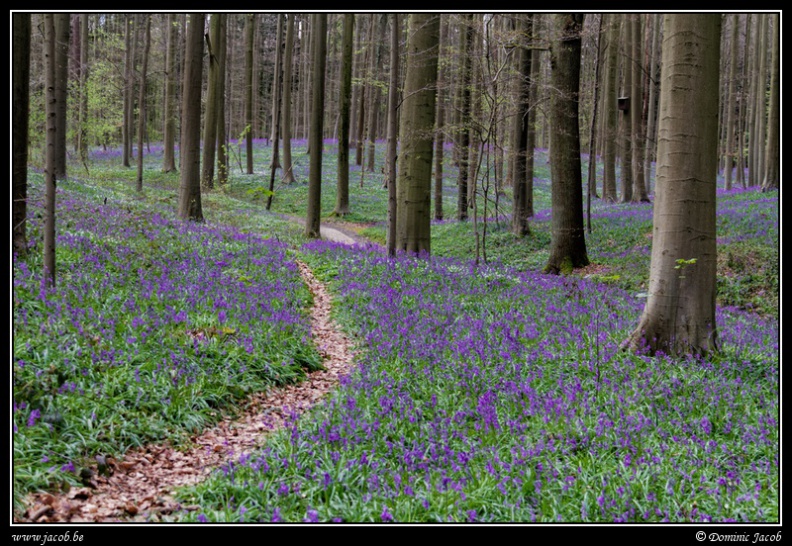 079-Hallerbos2016.jpg