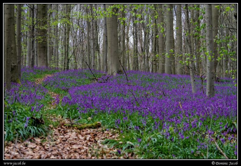 093-Hallerbos2016.jpg