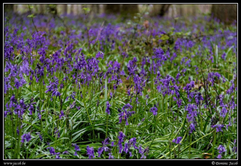 087-Hallerbos2016.jpg