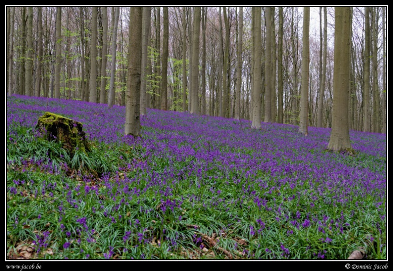 095-Hallerbos2016.jpg