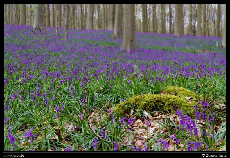 102-Hallerbos2016.jpg