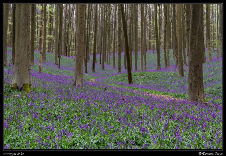 126-Hallerbos2016.jpg