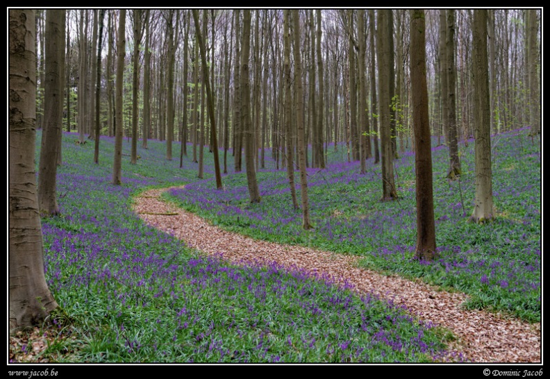 026-Hallerbos - 137-Hallerbos2016.jpg 137-Hallerbos2016.jpg