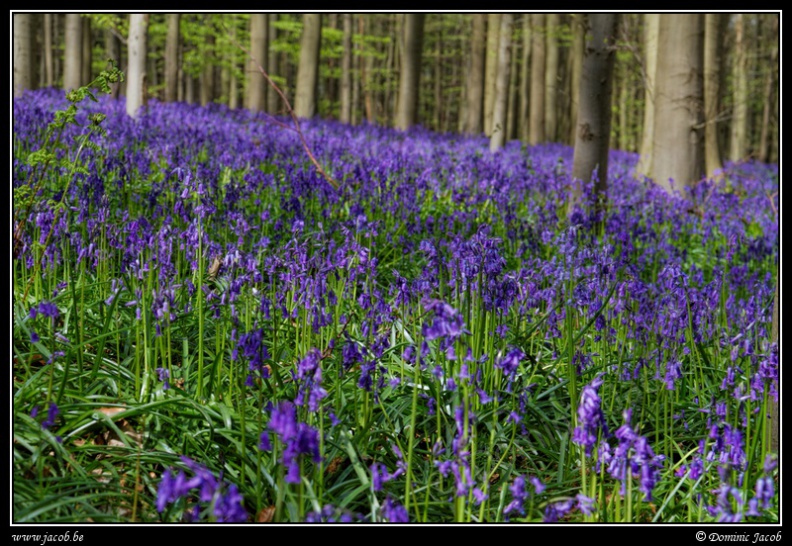 163-Hallerbos2016.jpg