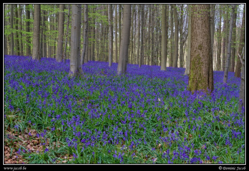 028-Hallerbos - 165-Hallerbos2016.jpg 165-Hallerbos2016.jpg