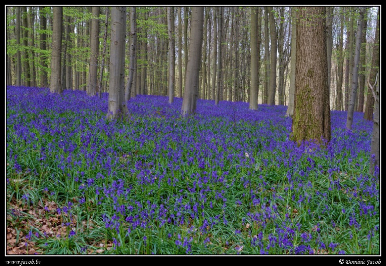 165-Hallerbos2016.jpg