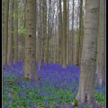 169-Hallerbos2016.jpg