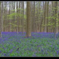 176-Hallerbos2016.jpg