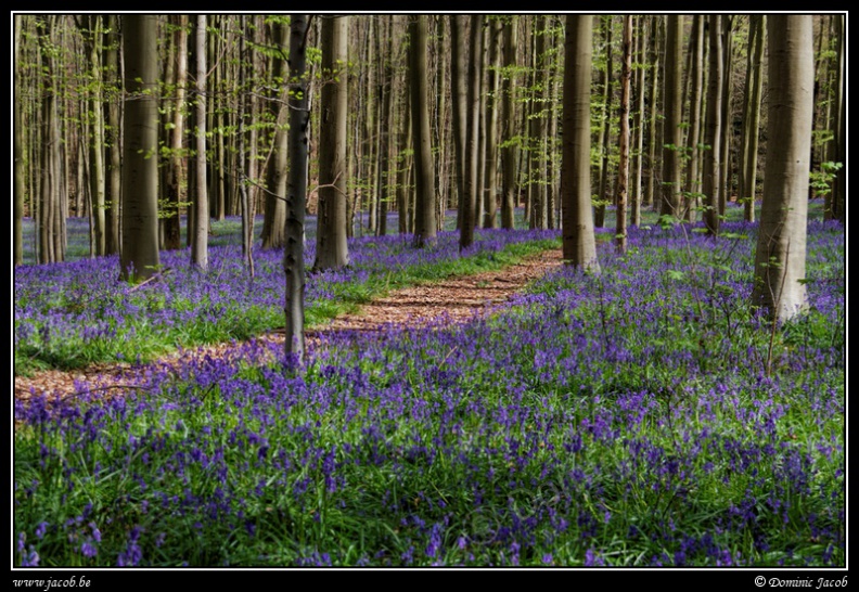 192-Hallerbos2016.jpg