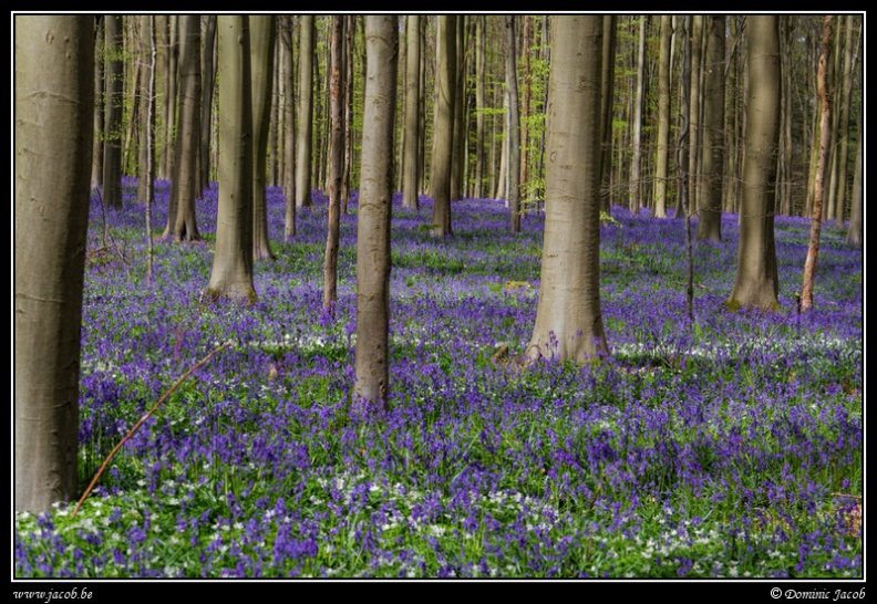 182-Hallerbos2016.jpg