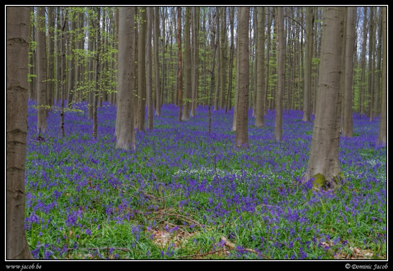 193-Hallerbos2016.jpg