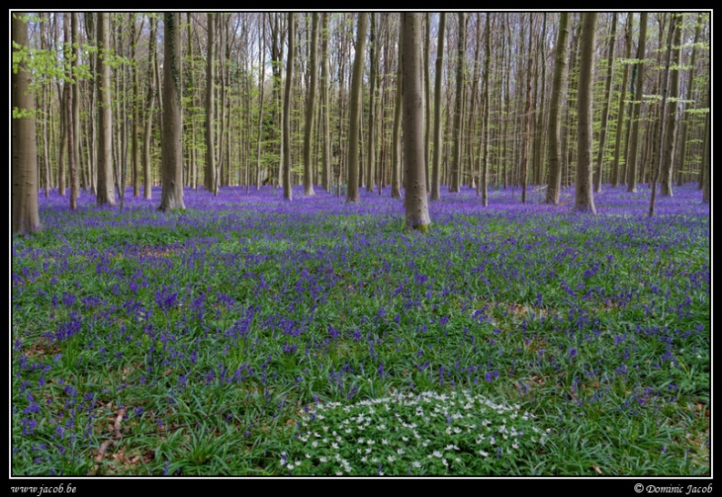 201-Hallerbos2016.jpg