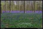036-Hallerbos