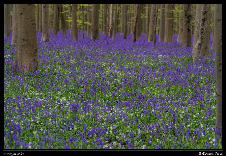 210-Hallerbos2016.jpg