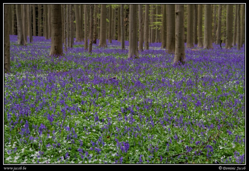 038-Hallerbos - 214-Hallerbos2016.jpg 214-Hallerbos2016.jpg