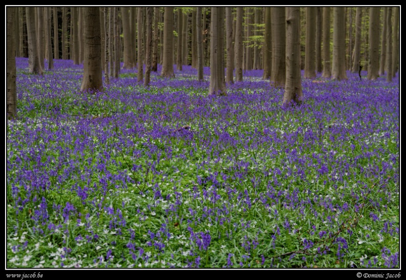 214-Hallerbos2016.jpg