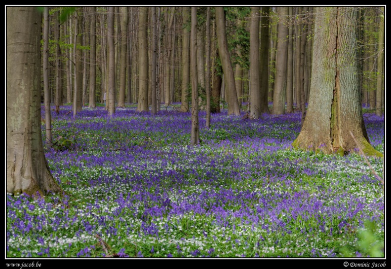 230-Hallerbos2016.jpg