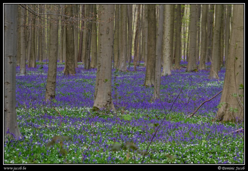 233-Hallerbos2016.jpg