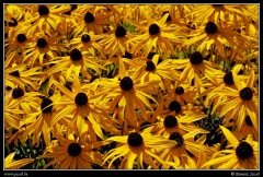 0753-Fleurs jaunes