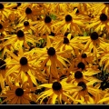 0753-Fleurs jaunes