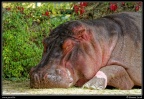0768-Hippopotame
