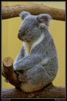 0767-Koala
