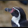 0770-Pinguin