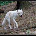 0775-Loup blanc