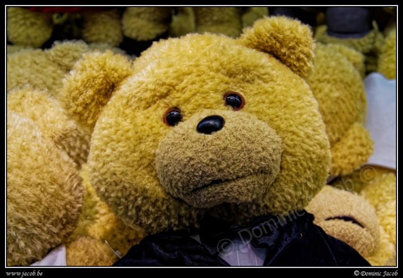 0794-Teddy.jpg