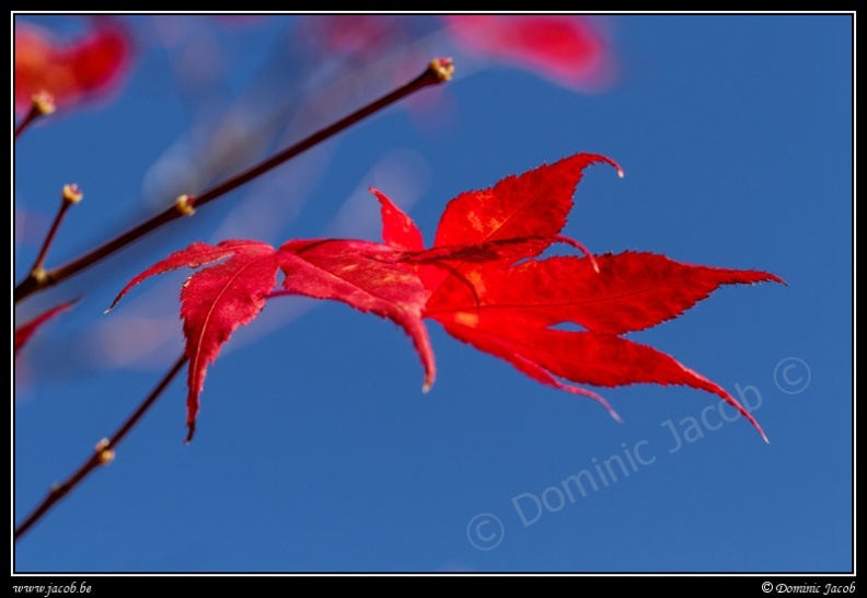 0817-Feuille rouge