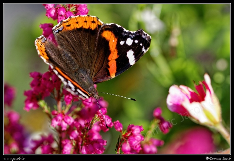 0818-Papillon.jpg