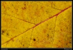 0821-Nervures