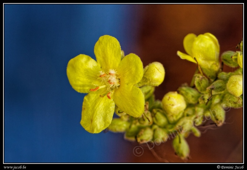 0830-Fleur jaune.jpg