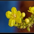 0830-Fleur jaune