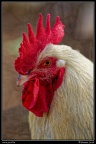 0835-Coq