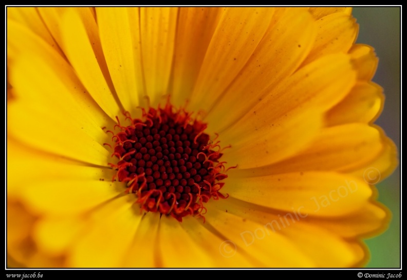 0838-Fleur jaune.jpg
