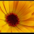 0838-Fleur jaune