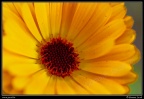 0838-Fleur jaune
