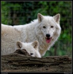 038c-Loups blancs