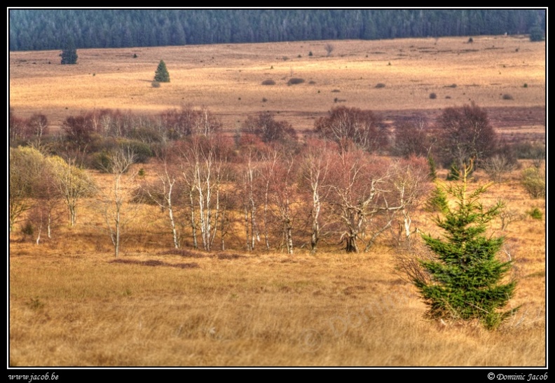 005j-Hautes Fagnes