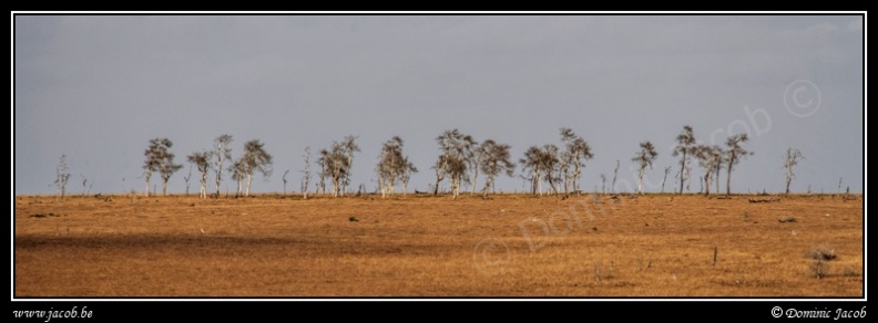 008j-Hautes Fagnes