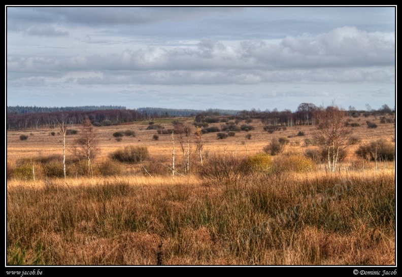 007-Hautes Fagnes.jpg