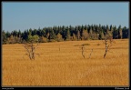 022j-Hautes Fagnes