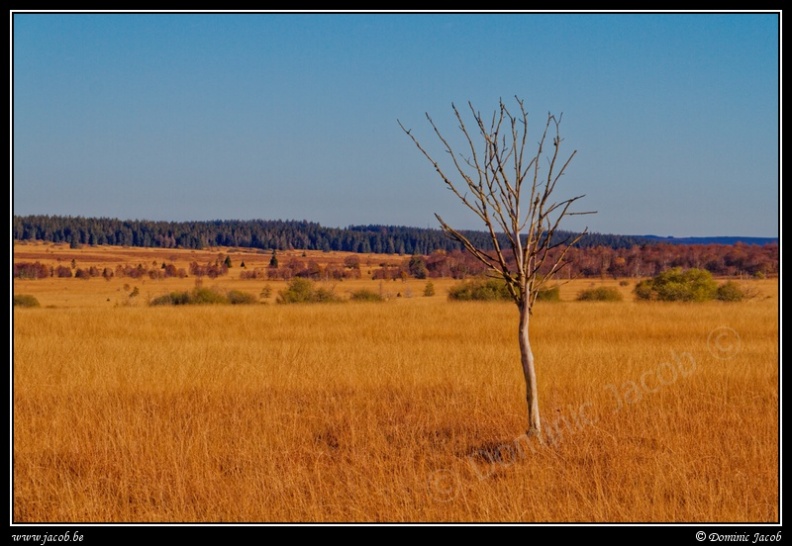 023j-Hautes Fagnes