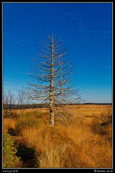 024-Hautes Fagnes.jpg